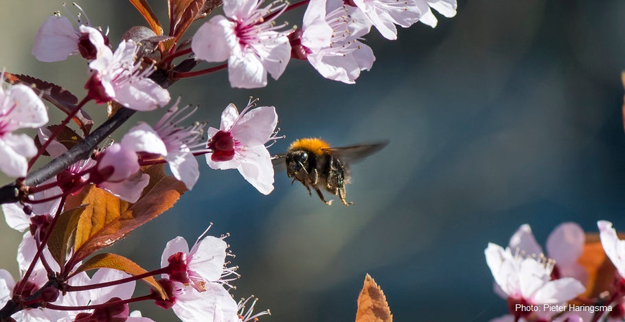 The Bumblebee Conservation Trust and Manuka Manchester