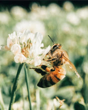 Load image into Gallery viewer, Gold Bee Inspired Pendant Necklace