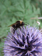Load image into Gallery viewer, Silver Bee Inspired Pendant Necklace